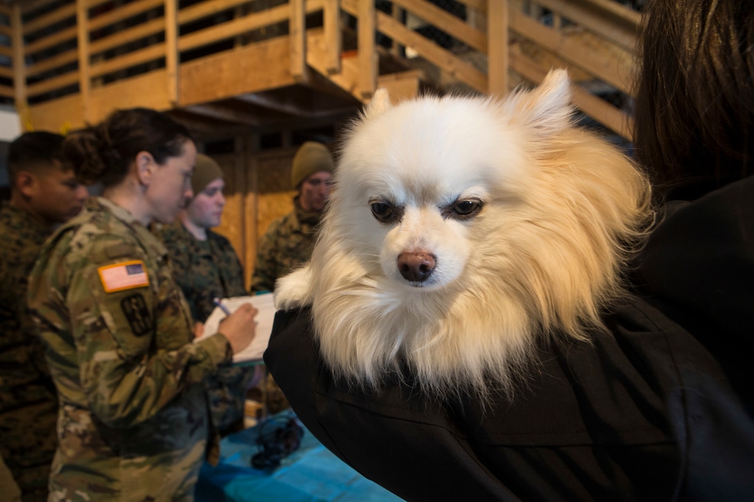 Service members in support of Innovative Readiness Training Arctic Care 2018, provide veterinary service to a local family’s pet Pomeranian, Kotzebue, Alaska, April 16, 2018.