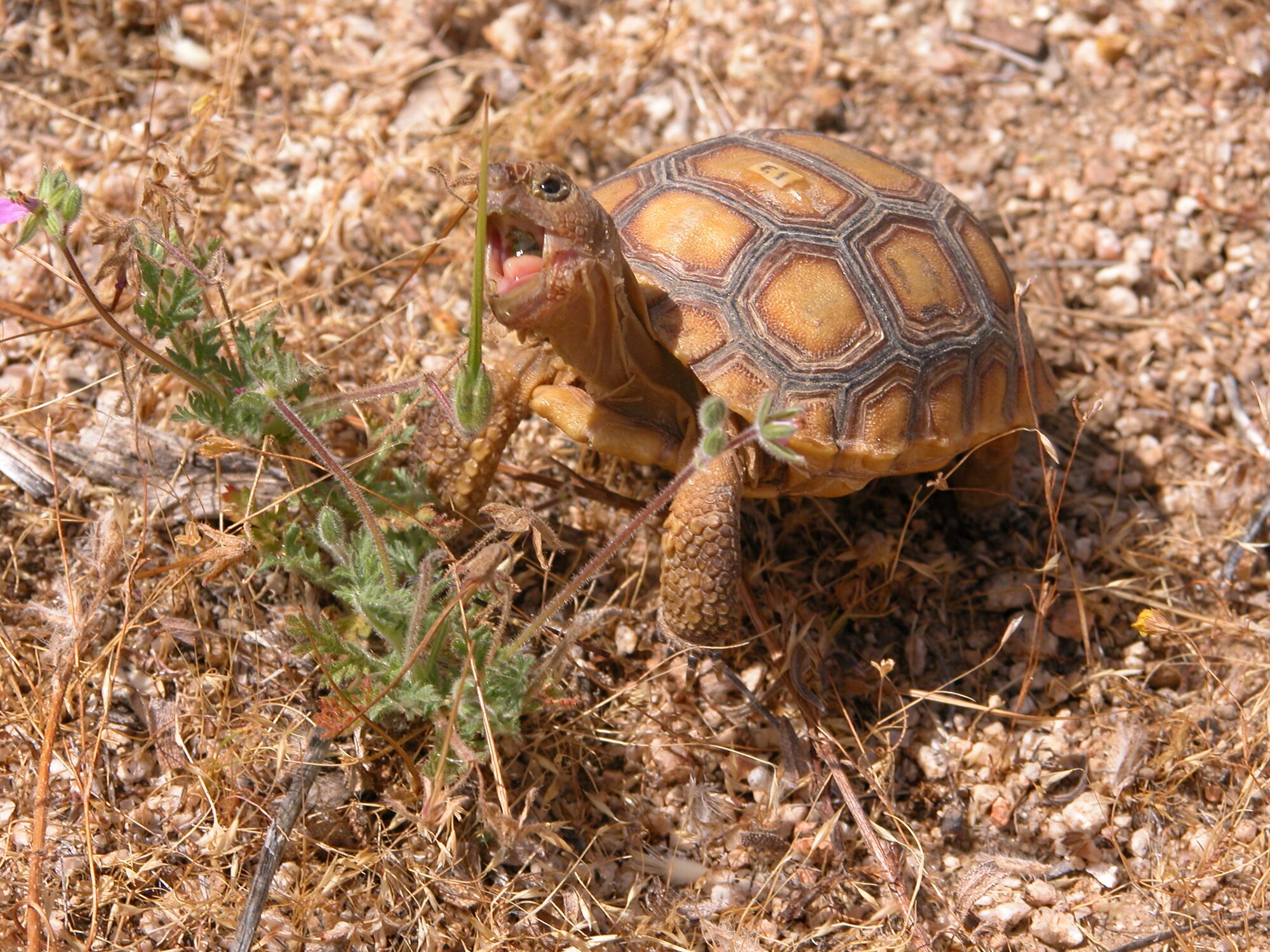 Even with conservation, the desert tortoise numbers continue to decline. Edwards Environmental Management is partnering with San Diego Zoo Global and the United States Geological Survey in an effort to increase the desert tortoise population through head-starting and translocation research. (Courtesy photo)