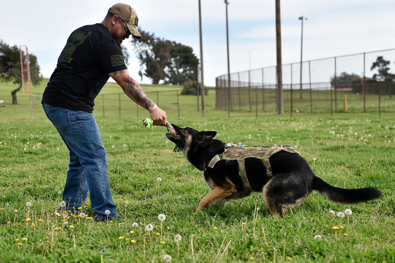 Man plays tug-of-war with dog.