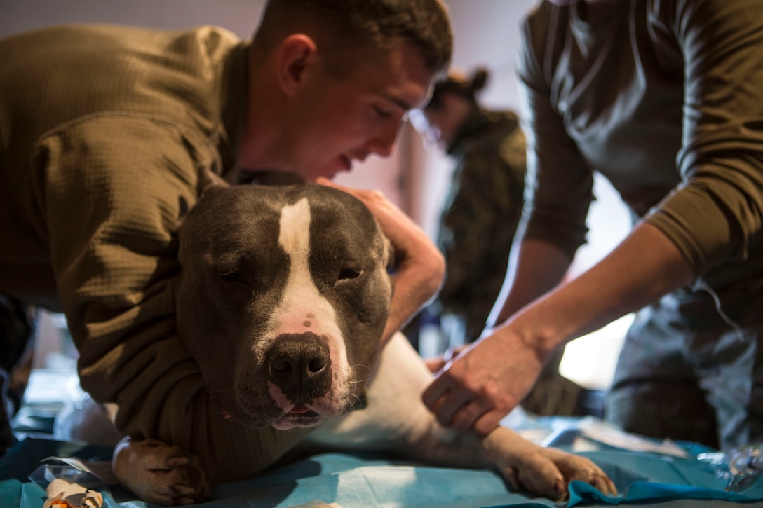 Marine Corps Sgt. Phillip White, embarkation specialist with 4th Marine Logistics Group, comforts a local family’s pet Pitbull while veterinary services are provided as part of Innovative Readiness Training Arctic Care 2018, Kotzebue, Alaska, April 17, 2018.