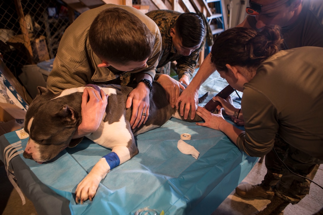 Service members in support of Innovative Readiness Training Arctic Care 2018, provide veterinary care to a local family’s pet Pitbull, Kotzebue, Alaska, April 17, 2018.