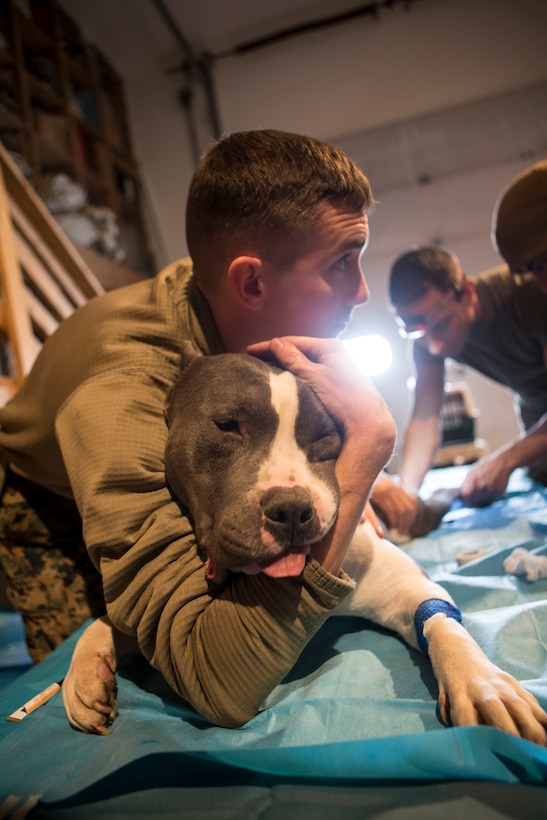 Marine Corps Sgt. Phillip White, embarkation specialist with 4th Marine Logistics Group, comforts a local family’s pet Pitbull while veterinary services are provided as part of Innovative Readiness Training Arctic Care 2018, Kotzebue, Alaska, April 17, 2018.