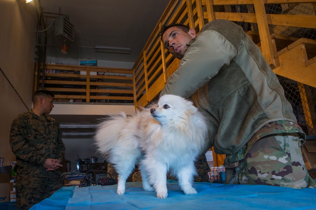 A soldier provides veterinary care for a dog.