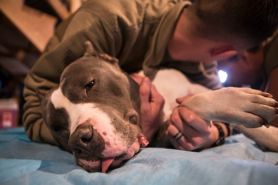 A Marine comforts a family’s dog that’s receiving veterinary care.