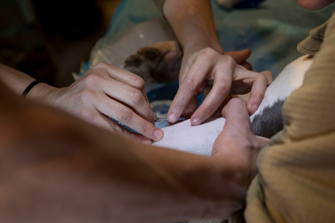Service members provide veterinary care to a family’s pet dog.