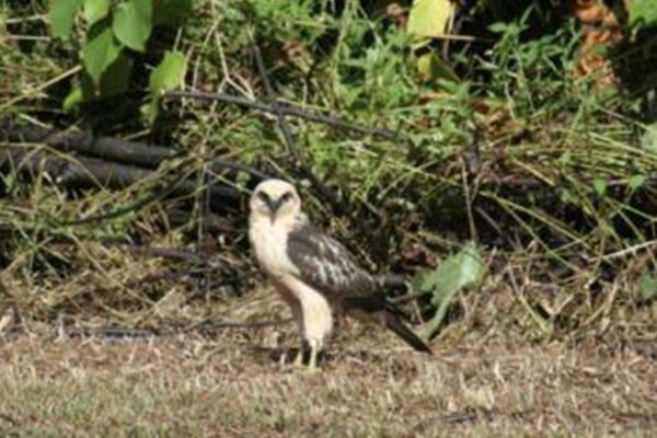 A hawk stands on the ground.