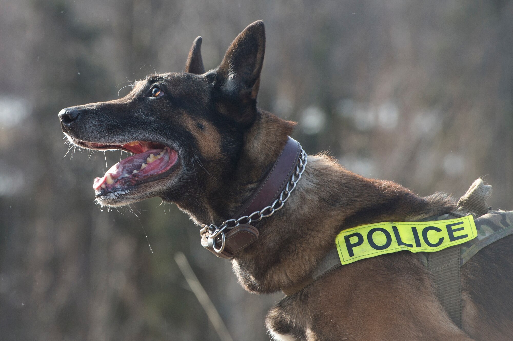 673d Security Forces Squadron military working dog teams stay aggressive at JBER