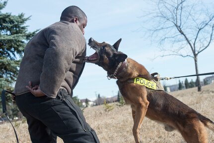 673d Security Forces Squadron military working dog teams stay aggressive at JBER