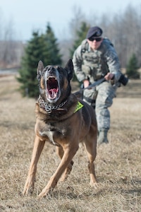 673d Security Forces Squadron military working dog teams stay aggressive at JBER