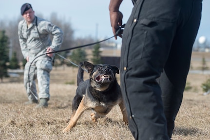 673d Security Forces Squadron military working dog teams stay aggressive at JBER