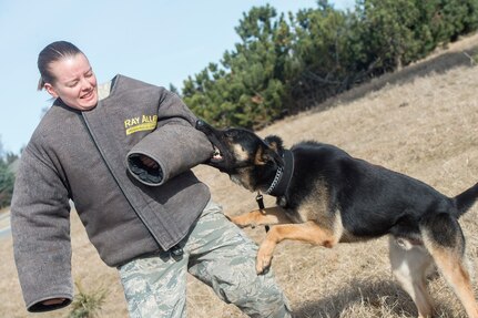673d Security Forces Squadron military working dog teams stay aggressive at JBER