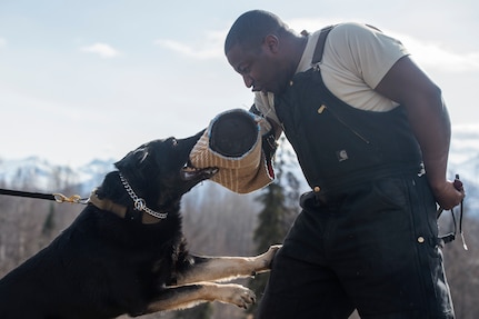 673d Security Forces Squadron military working dog teams stay aggressive at JBER