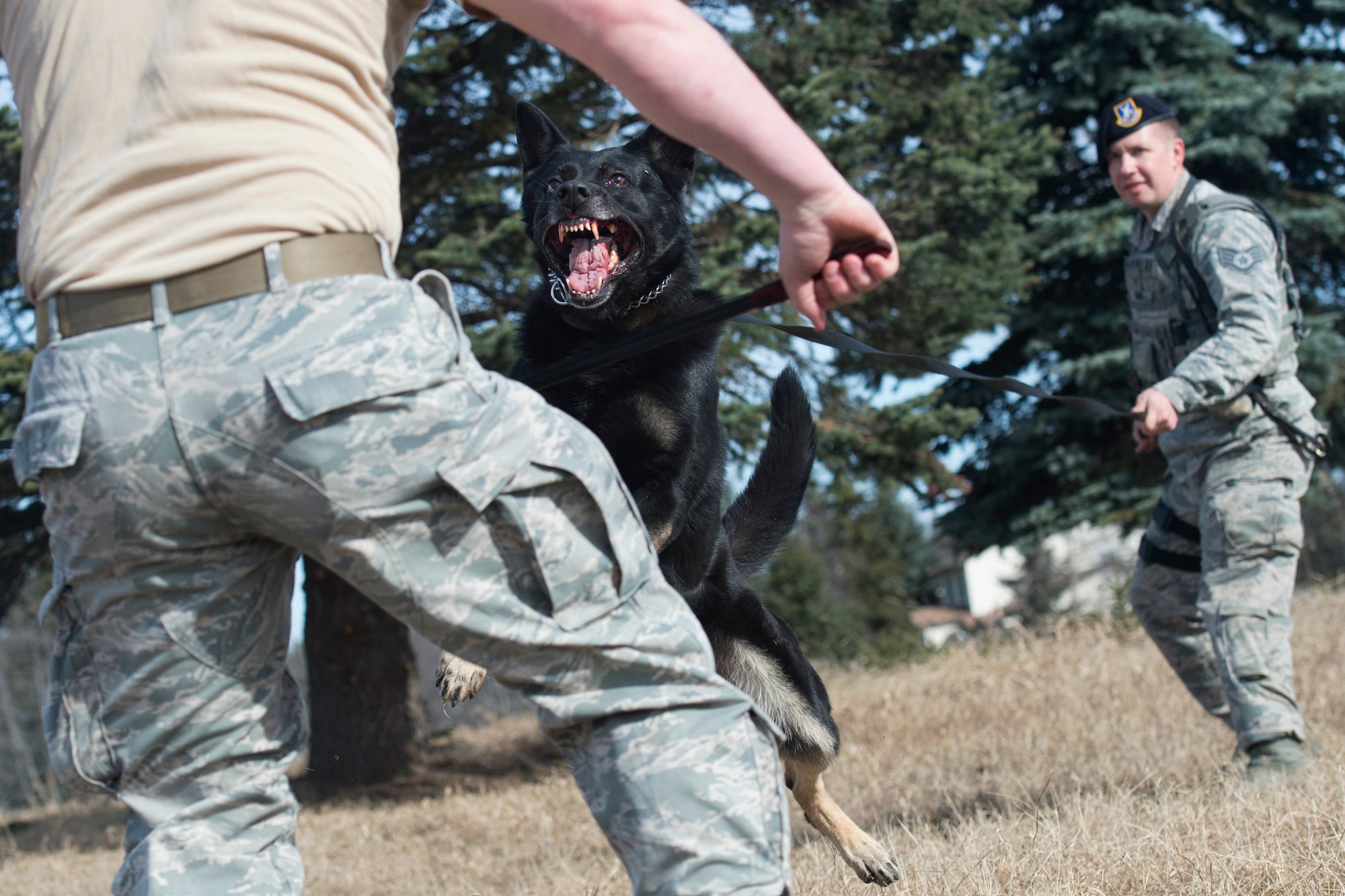 673d Security Forces Squadron military working dog teams stay aggressive at JBER