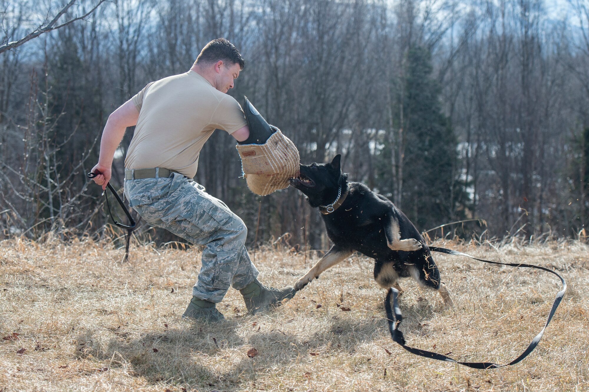 673d Security Forces Squadron military working dog teams stay aggressive at JBER