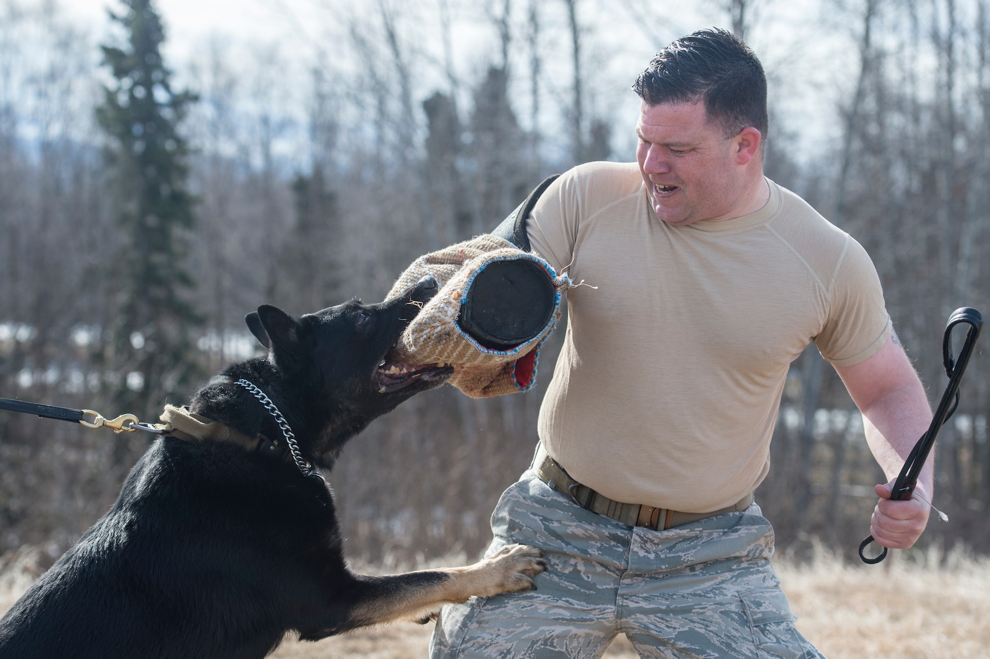 673d Security Forces Squadron military working dog teams stay aggressive at JBER