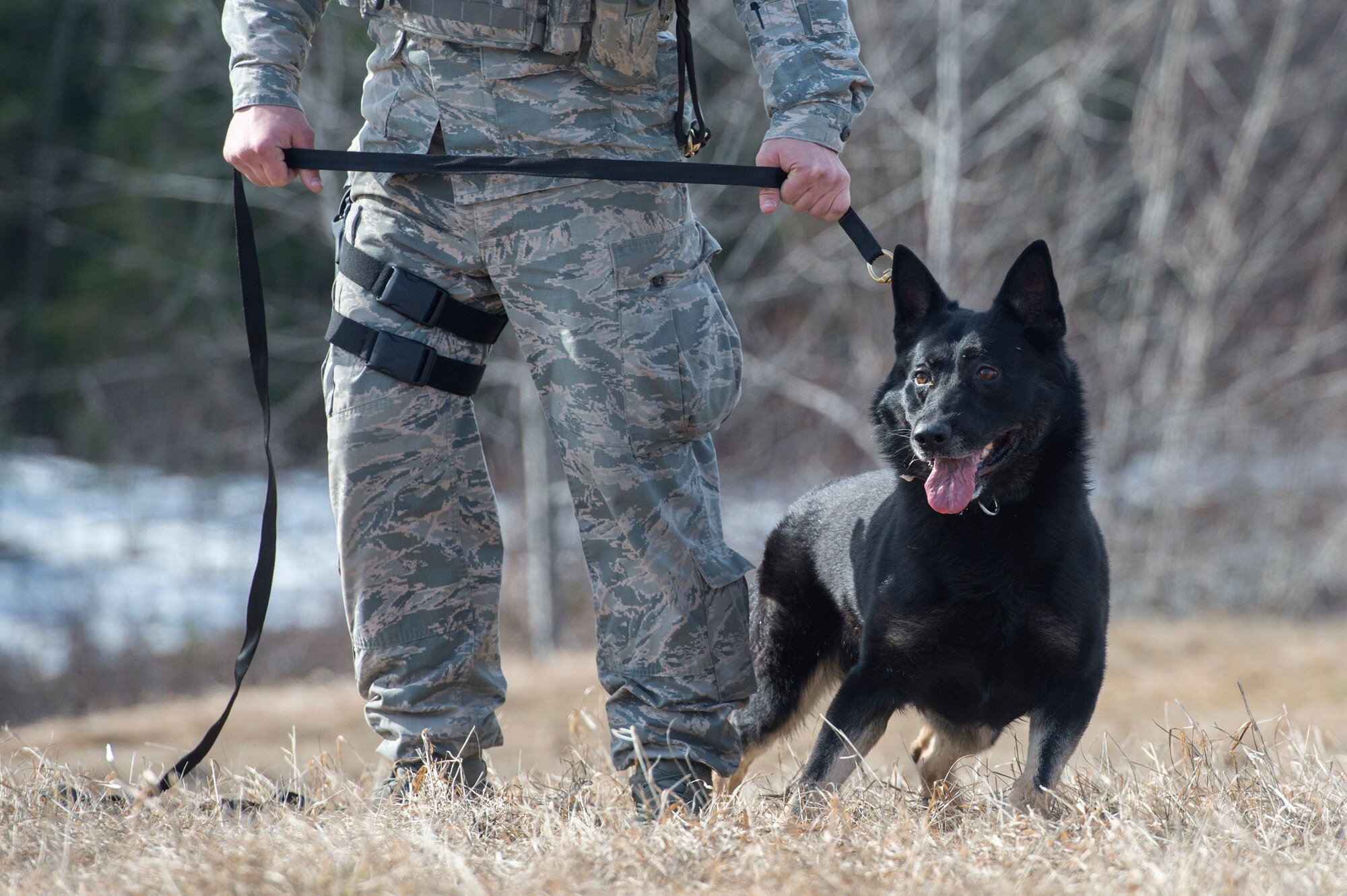 673d Security Forces Squadron military working dog teams stay aggressive at JBER