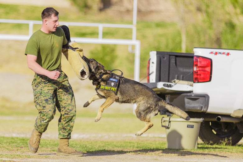 A Marine with the Military Working Dog section of the Provost Marshal’s Office, participates in a K-9 demonstration during the 4th Annual Earth Day Extravaganza aboard the Marine Corps Air Ground Combat Center, Twentynine Palms, Calif., April 13, 2018. The purpose of the extravaganza is to bring families together and educate them on how to be better stewards of the Earth’s resources. (U.S. Marine Corps photo by Lance Cpl. Rachel K. Porter)