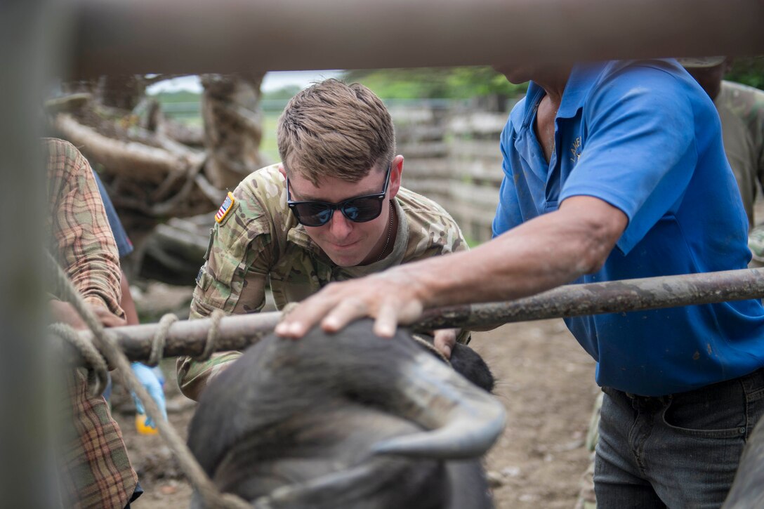 A U.S. Army veterinarian treats a water buffalo.