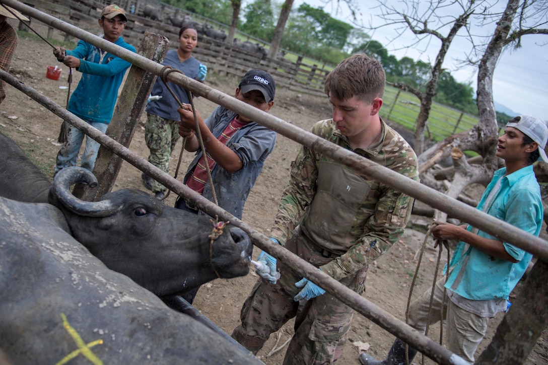 A U.S. Army veterinarian treats a water buffalo.