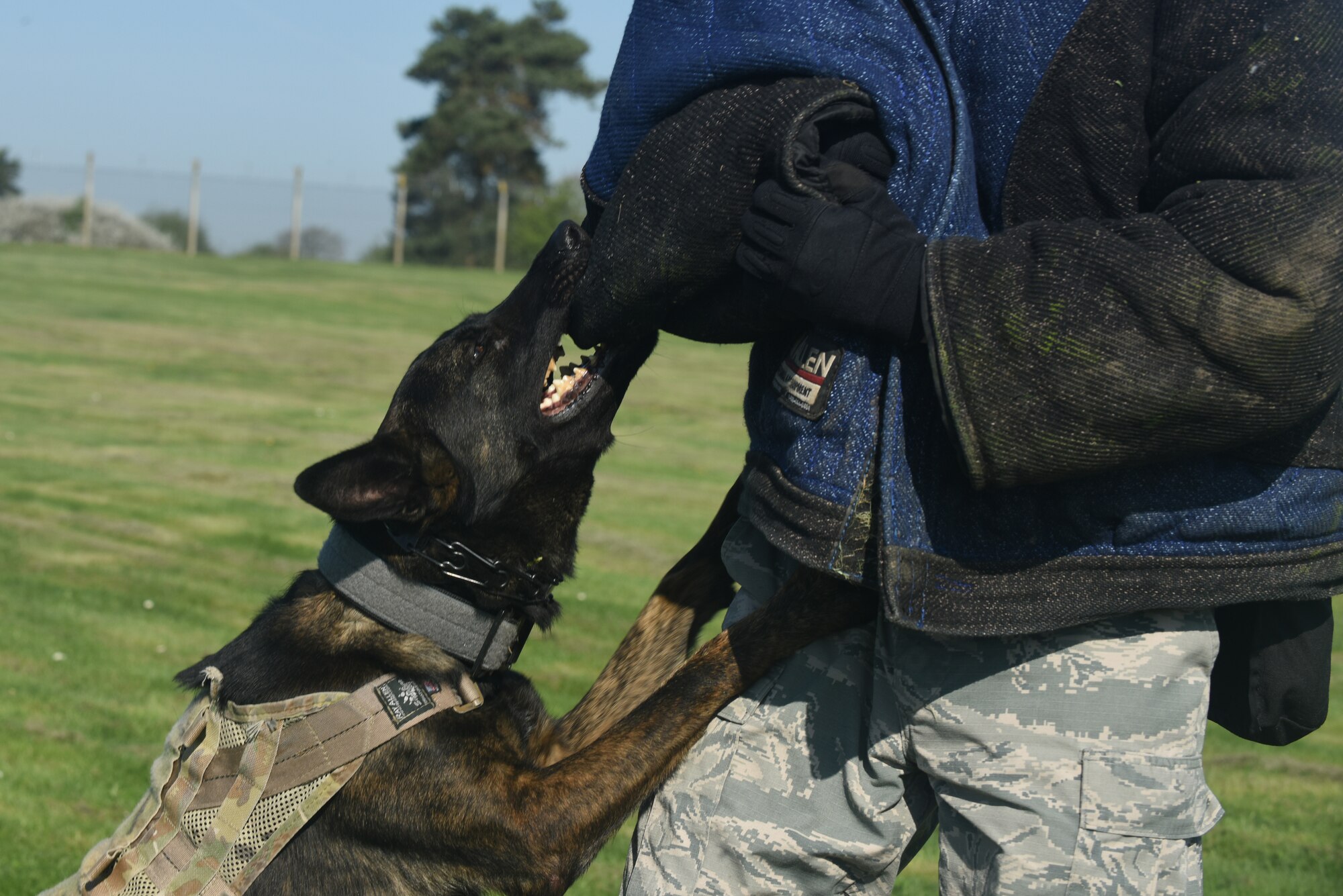 Gorro, 48th Security Forces Squadron military working dog, practices his bite at Royal Air Force Lakenheath, England, April 18, 2018. The MWD teams of RAF Lakenheath perform constant training to ensure the dogs remain fully capable of apprehending suspects and detecting explosives and drugs. (U.S. Air Force photo by Senior Airman Eli Chevalier)