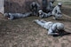 Angelo State University Air Force ROTC cadets go prone after hearing a simulated bomb go off at the mock forward operating base on Goodfellow Air Force Base, Texas, April 21, 2018. The cadets participated in exercises which involved using leadership skills to properly execute a variety of missions. (U.S. Air Force photo by Airman 1st Class Seraiah Hines/Released)