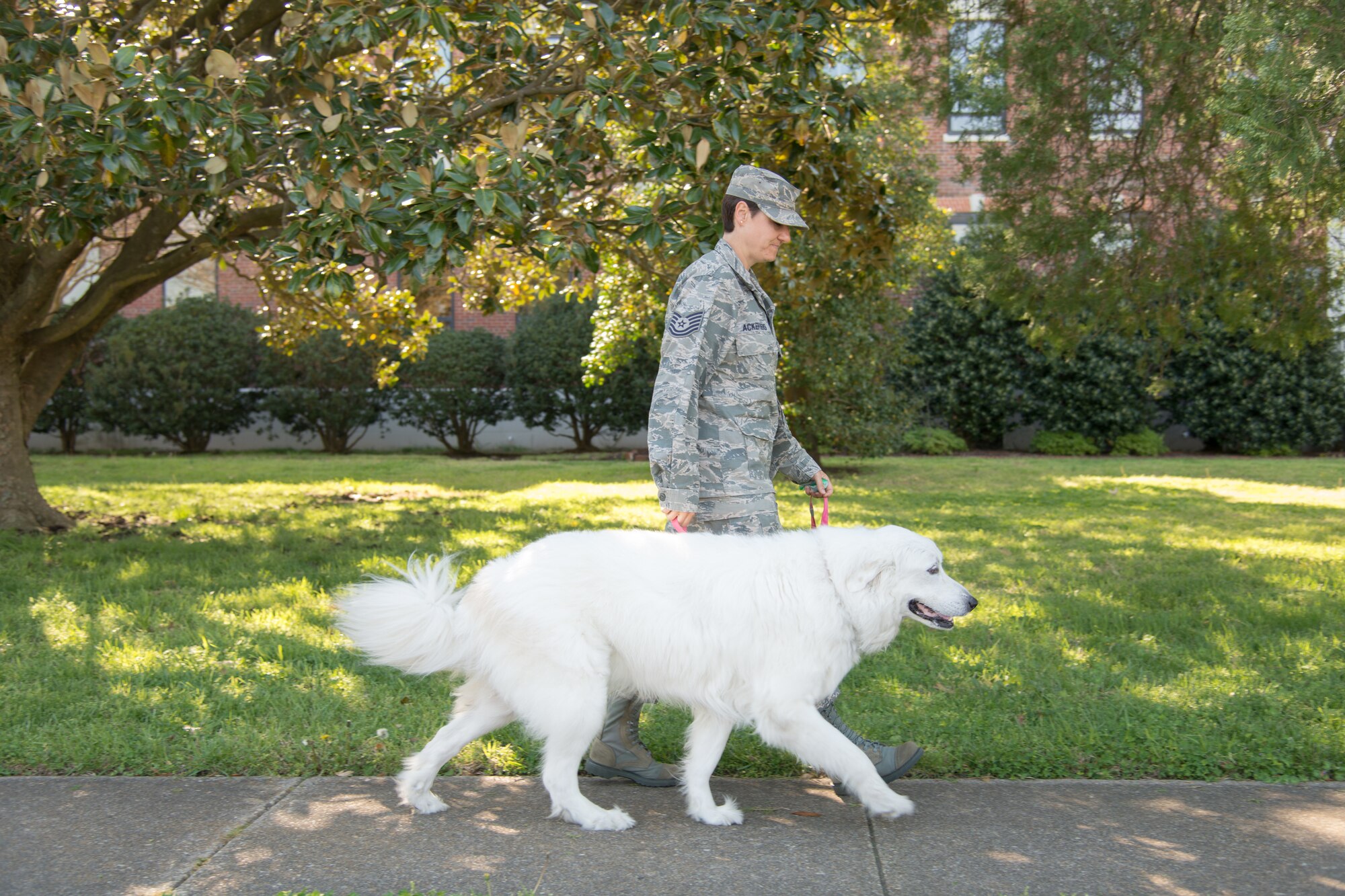 Photo of Lady, a nationally-certified therapy dog, a member of the 363rd Intelligence, Surveillance, and Reconnaissance Wing