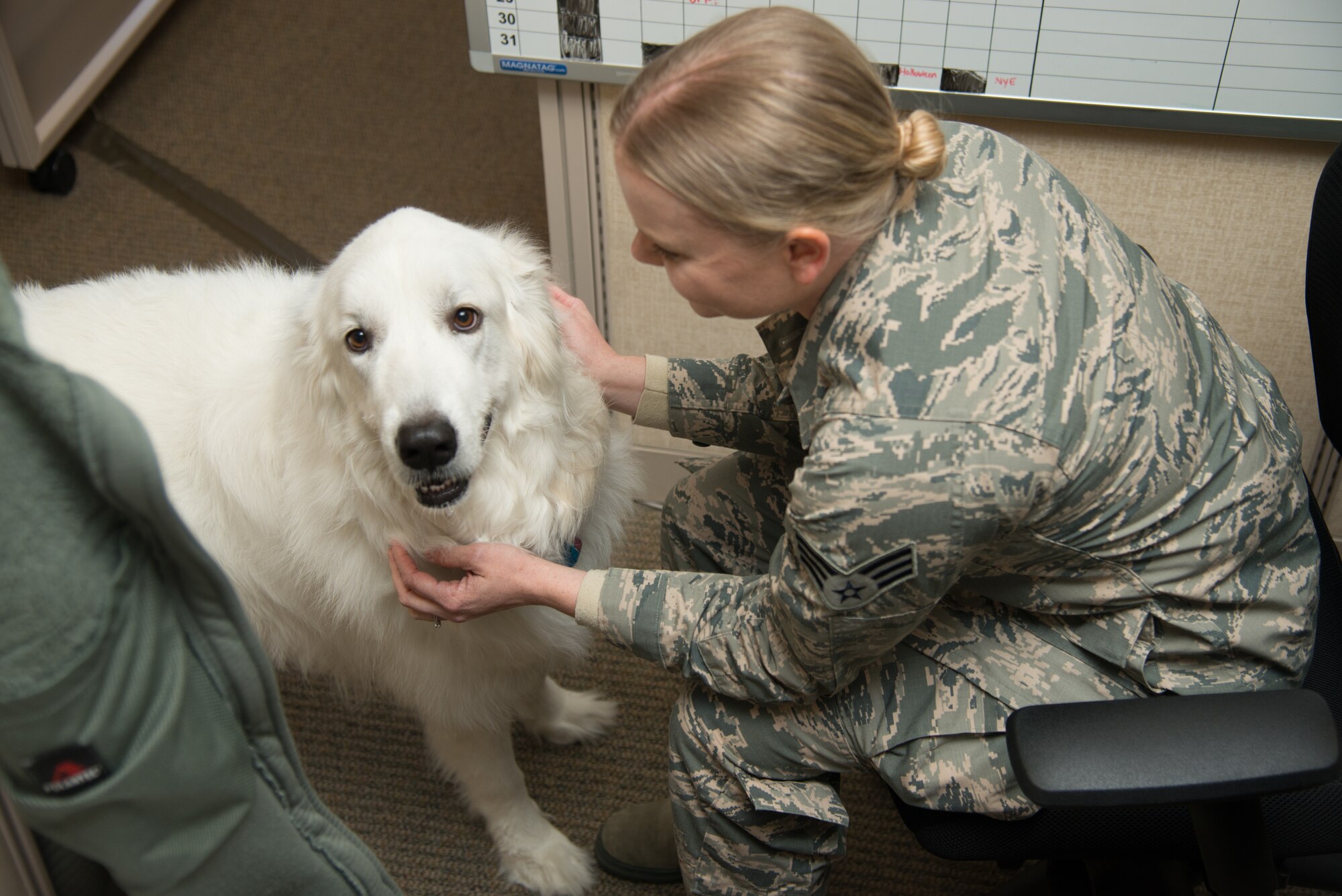 Photo of Lady, a nationally-certified therapy dog, a member of the 363rd Intelligence, Surveillance, and Reconnaissance Wing