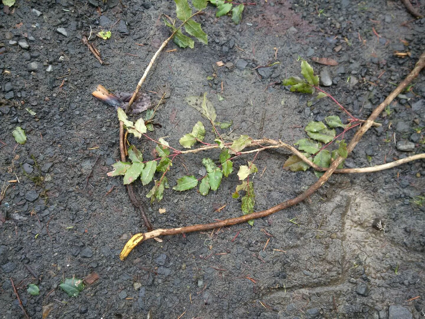 Oregon Grape Plant