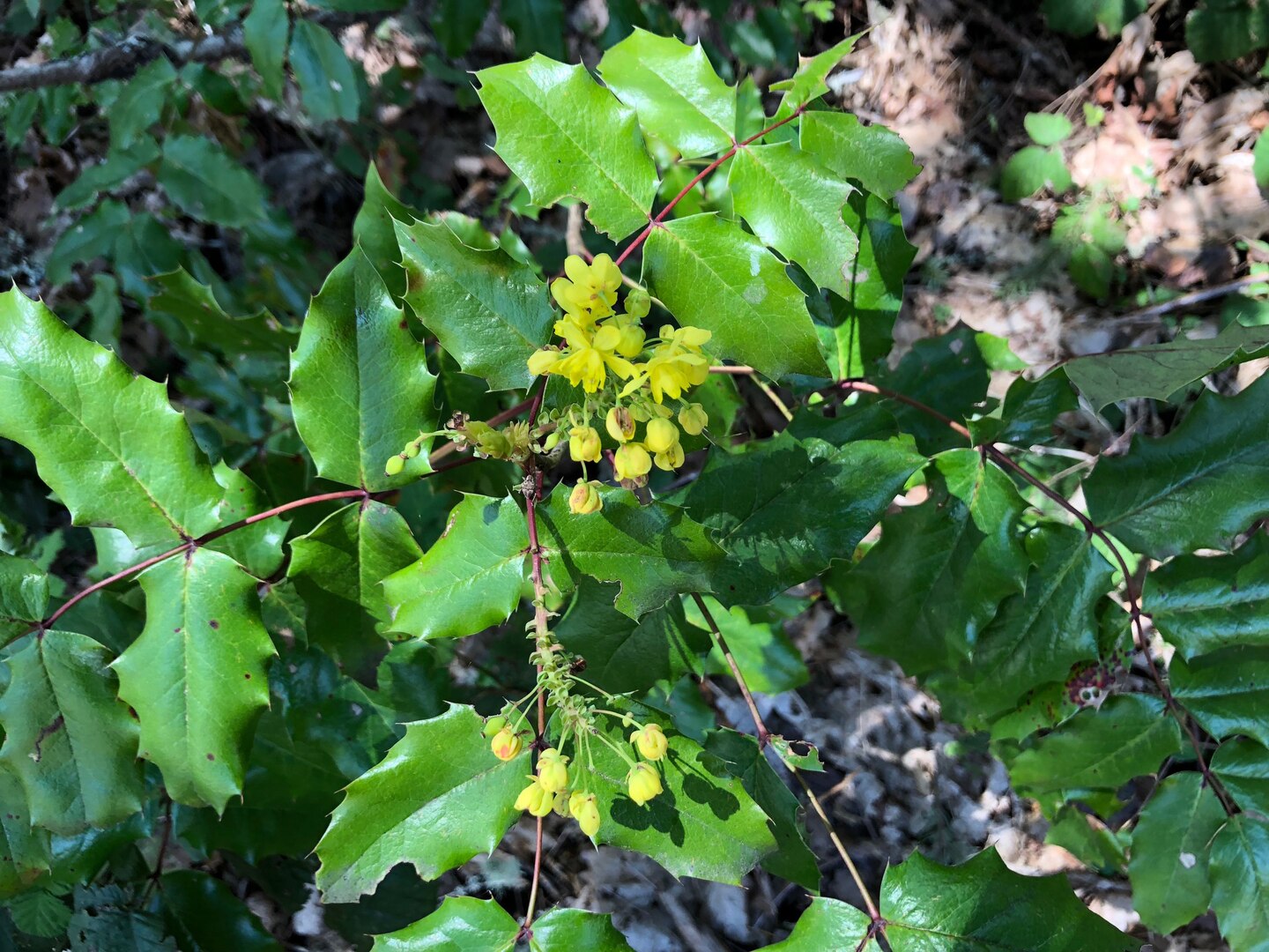 The Oregon grape