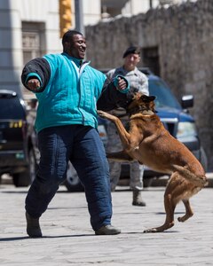 Airmen from the 343rd Security Forces Squadron demonstrate working dog capabilities April 23, 2018 at the Alamo in San Antonio, Texas. The performance was part of Fiesta’s Air Force at the Alamo. Since 1891, Fiesta has grown into an annual celebration that includes civic and military observances, exhibits, sports, music and food representing the spirit, diversity and vitality of San Antonio. (U.S. Air Force photo by Ismael Ortega / Released)