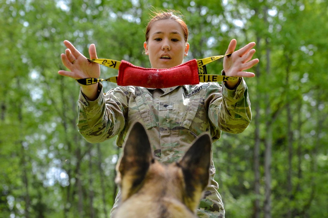 A soldier holds up a red training dummy as a dog's ears, shown from behind, perk up.
