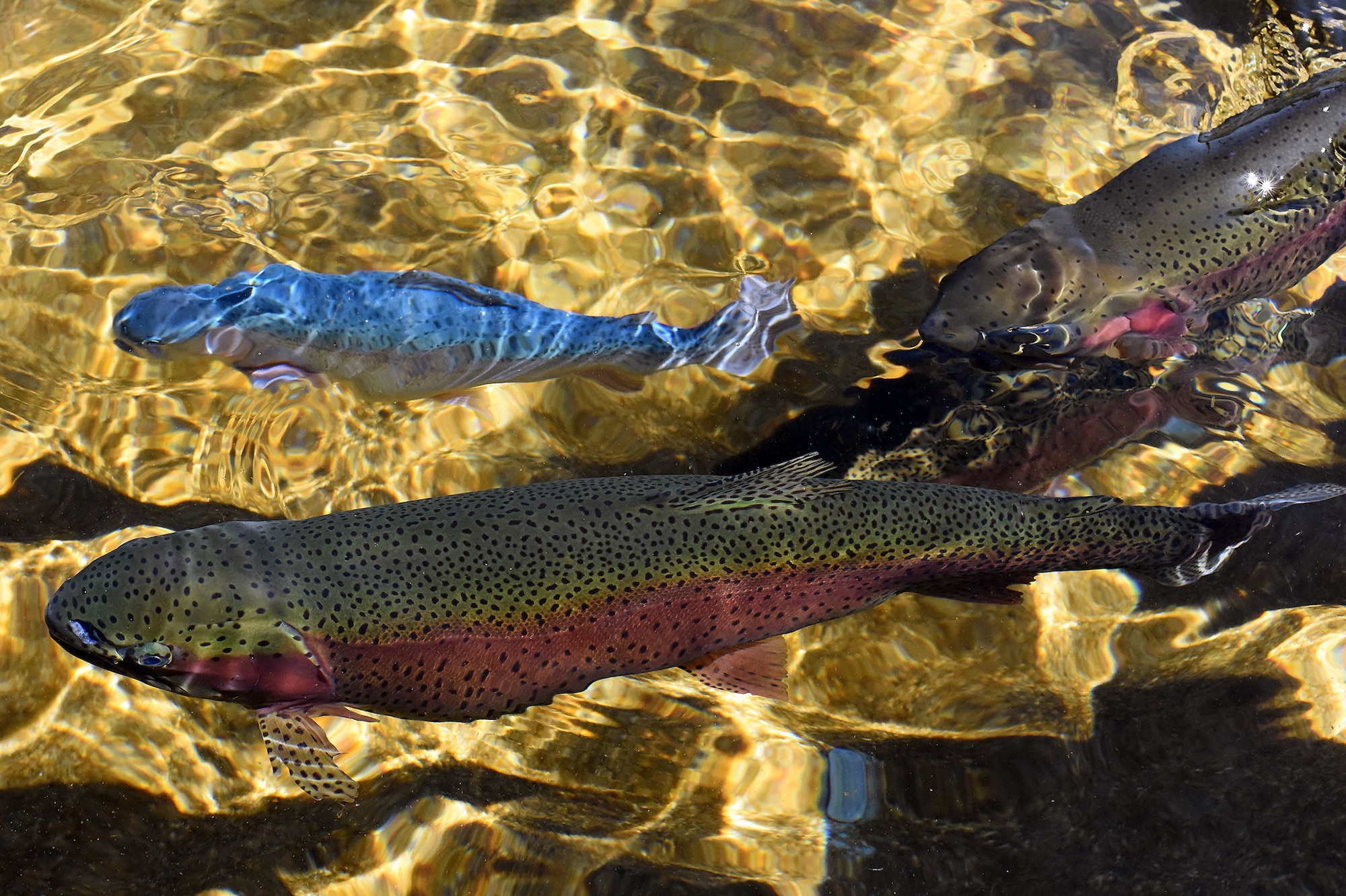 Trout circle a fish pond while the Big Sky Post Society of American Military Engineers tour Giant Spring fish hatchery April 26, 2018, at Giant Springs State Park, Mont. during their monthly meeting. The Big Sky Post, the local area SAME group, leads community collaborative efforts to identify and resolve national security infrastructure related challenges and helps the 341st Missile Wing meet its mission of STEM outreach. (U.S. Air Force photo by Kiersten McCutchan)
