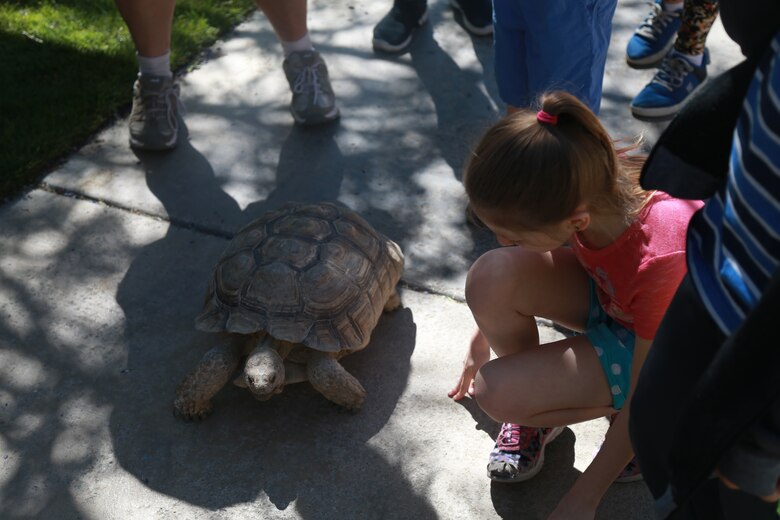 A child gets a close look at a desert tortoise during the Earth Day Festival in Yucca Valley, Calif., April 21, 2018. The festival was held by the Hi-Desert Nature Museum to raise environmental consciousness and educate the public on wildlife conservation and resource management. (U.S. Marine Corps photo by Lance Cpl. Preston L. Morris)