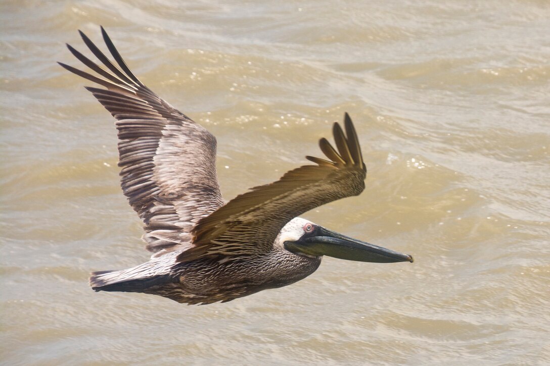 A Brown Pelican flies low over the water just off Pelican Island just north of Galveston, Texas, April 22, 2018.