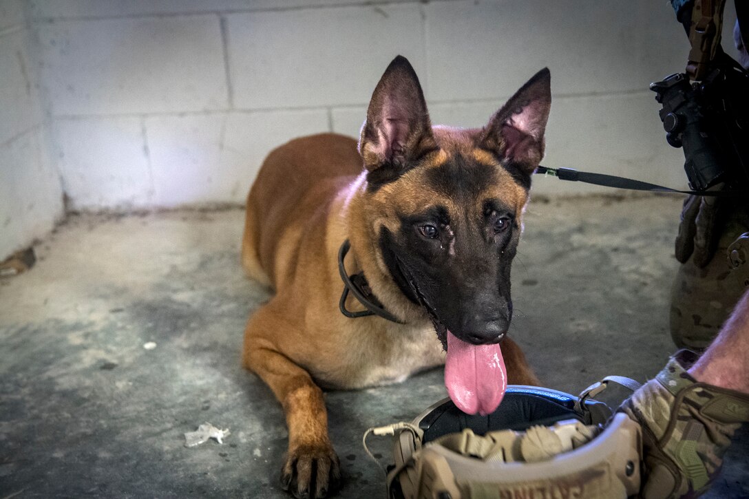Military Working Dog (MWD) ‘IIsaac’, drinks water from the helmet of Senior Airman Nicholas Catling, 822d Base Defense Squadron MWD handler, July 25, 2018, at Moody Air Force Base, Ga. The ‘Safeside’ defenders evaluated their base defense tactics and procedures while performing patrols, tactical combat casualty care and countering improvised explosive devices for a mission readiness exercise. After successfully completing these events, the defenders are eligible to earn their Global Response Force status, which certifies the unit to deploy worldwide. (U.S. Air Force photo by Airman 1st Class Eugene Oliver)