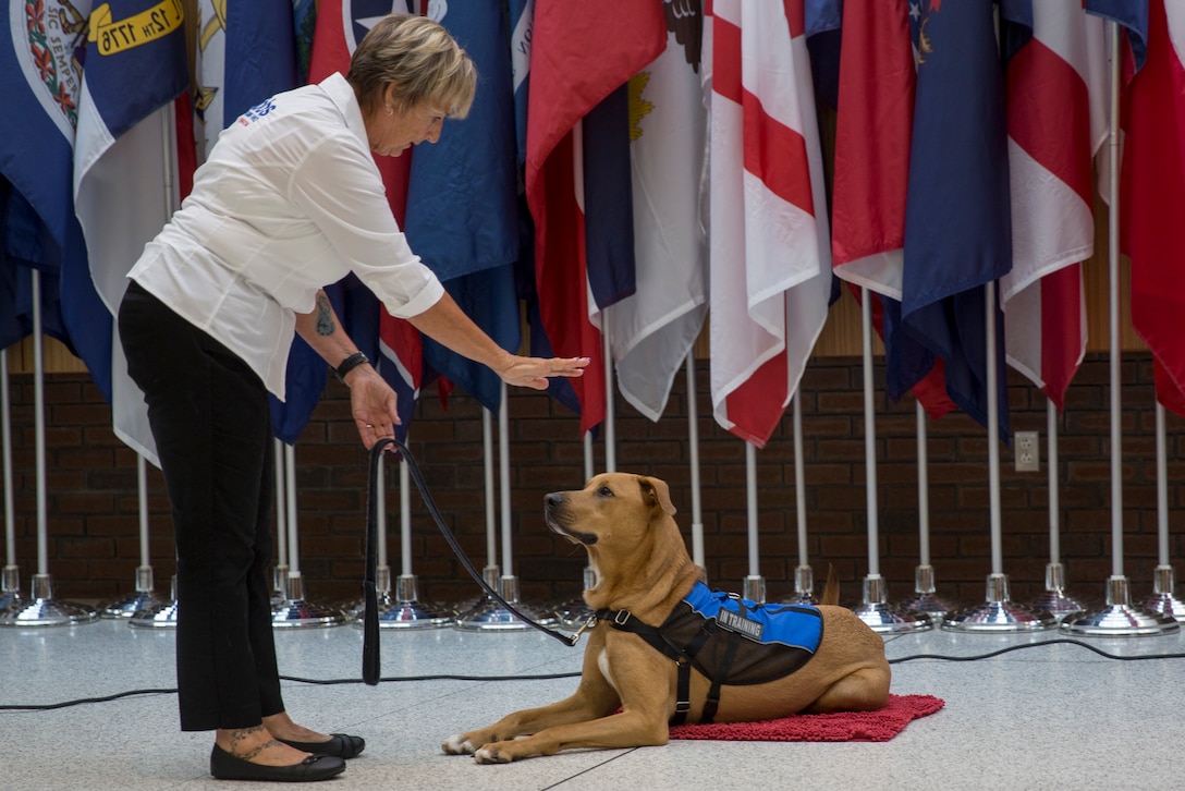 Pappy Boyington, the first therapy dog assigned to Naval Medical Center Camp Lejeune, receives the halt command from Sunnie Tortorici, his trainer, at NMCCL, N.C., July 10, 2018. Pappy is part of the Canine Visitation Program which seeks to facilitate patient recovery, decrease stress levels, and provide a communication medium for patients, family and personnel. (U.S. Marine Corps photo by Lance Cpl. Nathan Reyes)