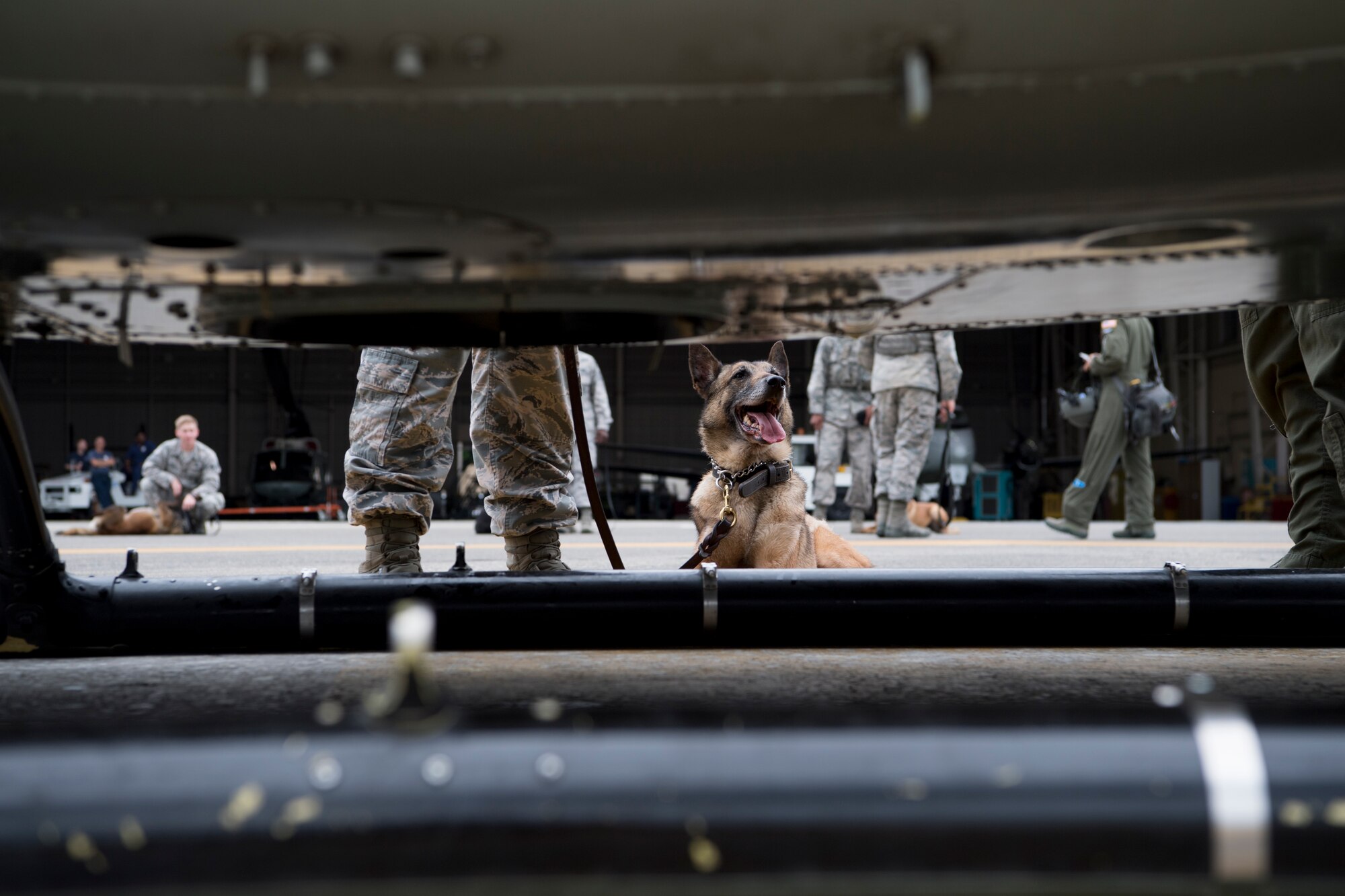 Diesel, 374th Security Forces Squadron military working dog, lays down on the flightline during a 459th Airlift Squadron MWD familiarization flight July 26, 2018, at Yokota Air Base, Japan.