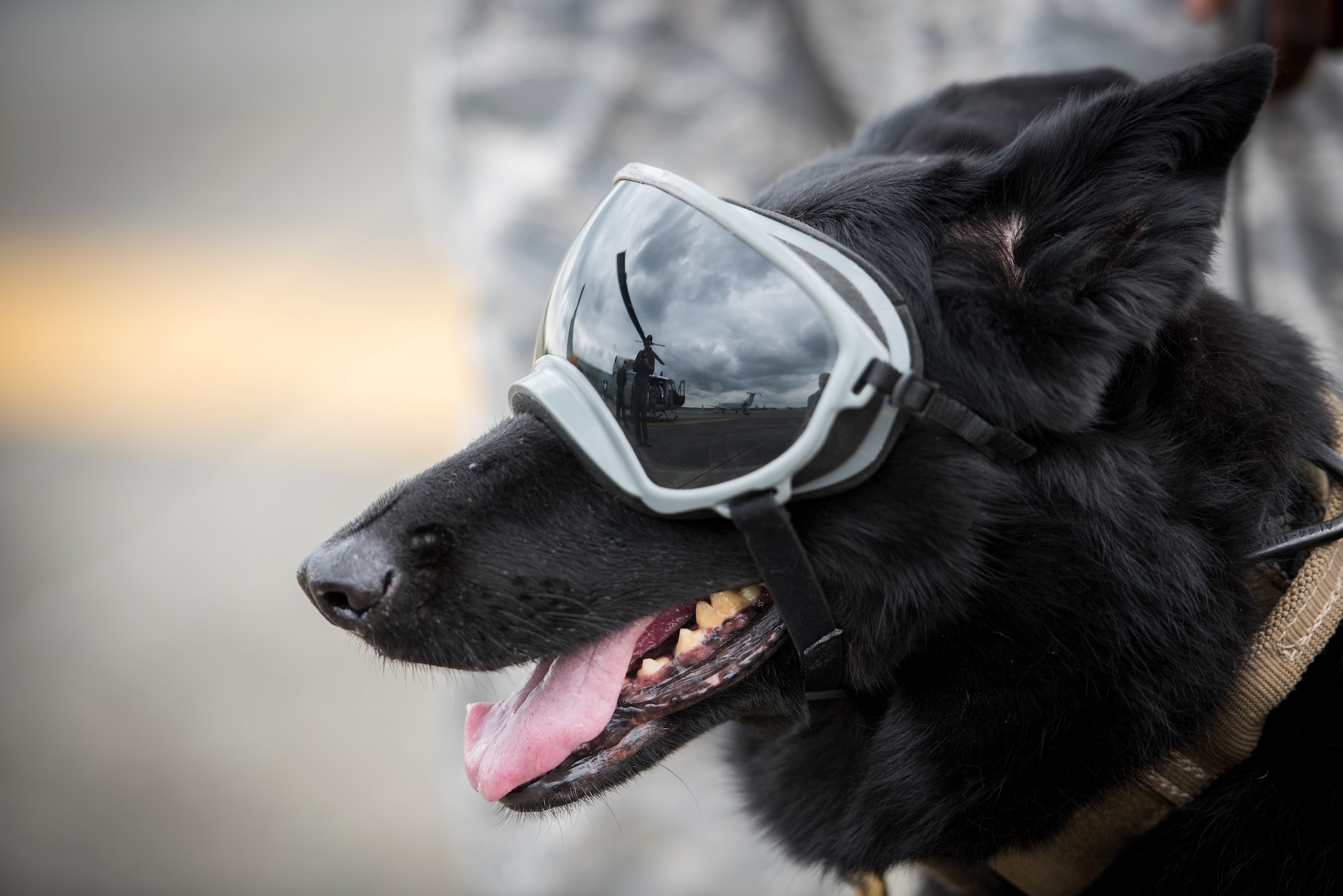Stella, 374th Security Forces Squadron military working dog, waits for her turn to board a UH-1N helicopter during a 459th Airlift Squadron MWD familiarization flight July 26, 2018, at Yokota Air Base, Japan.