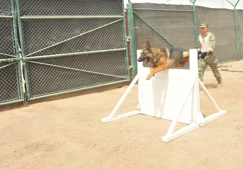 Rex works with his handler, Navy Petty Officer 3rd Class Jordon Fuentes, at the dog kennel at Camp Lemonnier, Djibouti, June 21, 2018. Fuentes is a master-at-arms. Navy photo by Petty Officer 1st Class Joseph Rullo
