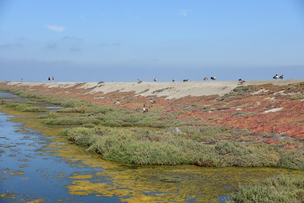 A levee spanning a tidal marsh in Alviso, Calif. that will be raised as part of flood mitigation efforts to protect the South Bay.