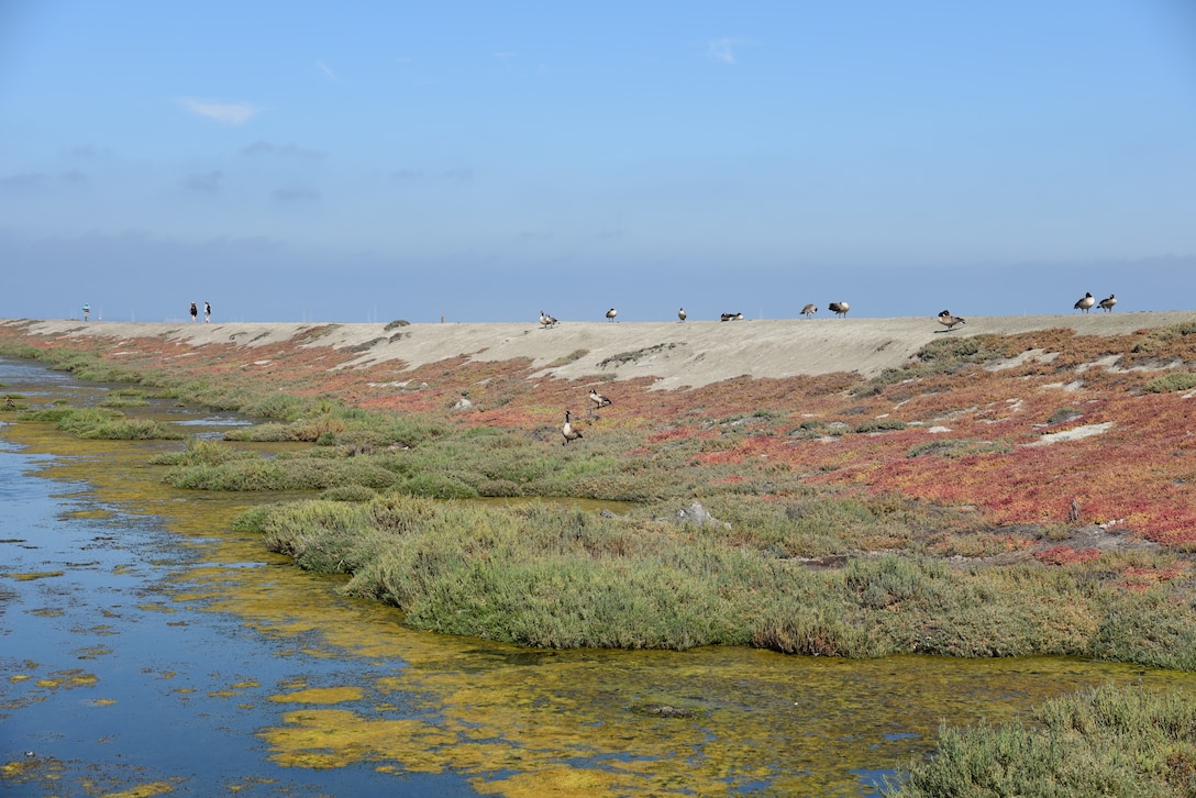 A levee spanning a tidal marsh in Alviso, Calif. that will be raised as part of flood mitigation efforts to protect the South Bay.