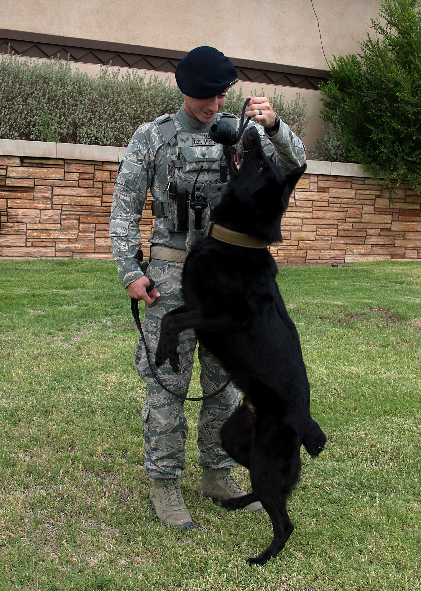 Vulkan, military working dog for the 49th Security Forces Squadron, plays with his owner, Senior Airman William Hale, MWD handler for the 49 SFS, before his retirement ceremony at Holloman Air Force Base, N.M., July 27, 2018. Vulkan's loyalty to his handlers allowed for the completion of more than 10,000 hours of explosive detection for Holloman, while also completing more than 2,000 random anti-terrorism measures and vehicle searches.