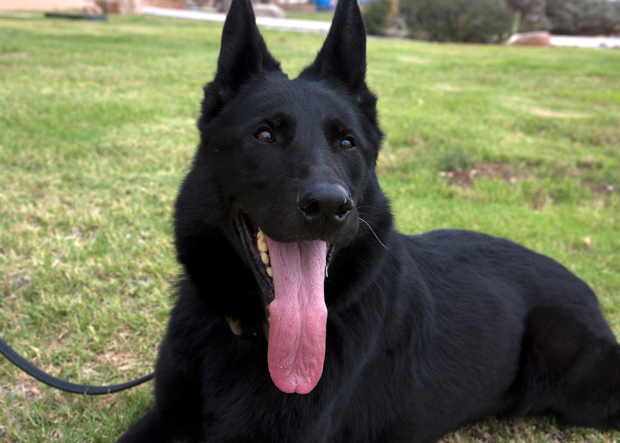 Vulkan, military working dog for the 49th Security Forces Squadron, smiles for the camera at Holloman Air Force Base, N.M., July 27, 2018. Vulkan, a certified explosive ordnance detection dog, arrived at Holloman in 2010 and retired after nine years of faithful service to the Air Force. Following his retirement, Senior Airman William Hale, MWD handler for the 49th SFS, adopted Vulkan.