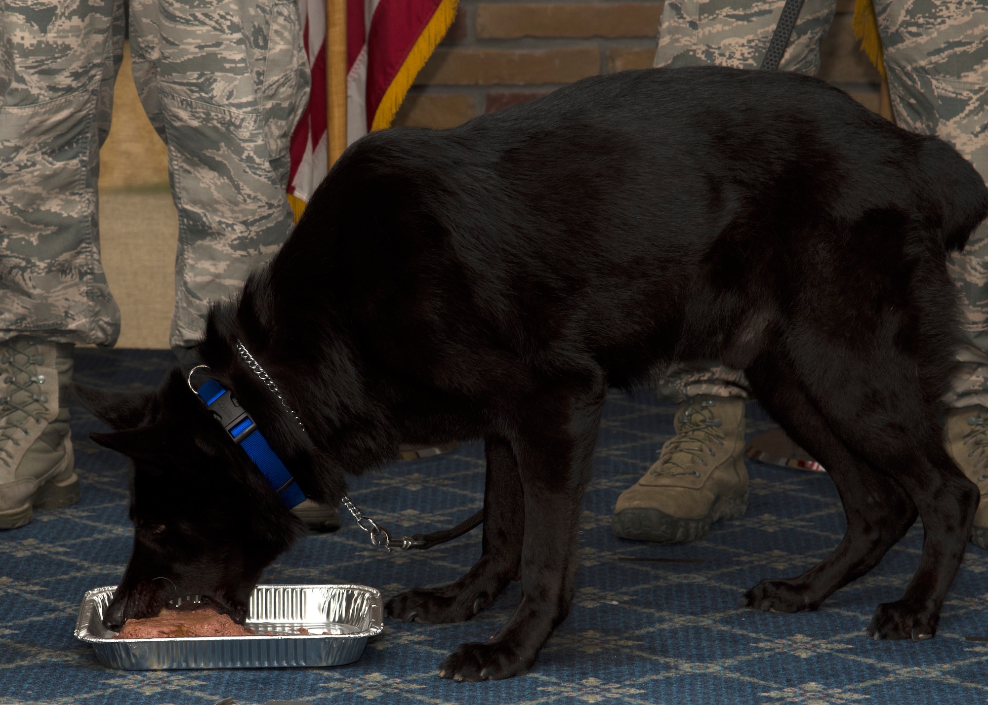 Vulkan, military working dog for the 49th Security Forces Squadron, eats a cake during his retirement ceremony at Holloman Air Force Base, N.M., July 27, 2018. Vulkan deployed to Bagram Air Base, Afghanistan, Al Udeid Air Base, Qatar and Ahmad al-Jaber Air Base, Kuwait during his service supporting operations Inherent Resolve and Enduring Freedom.