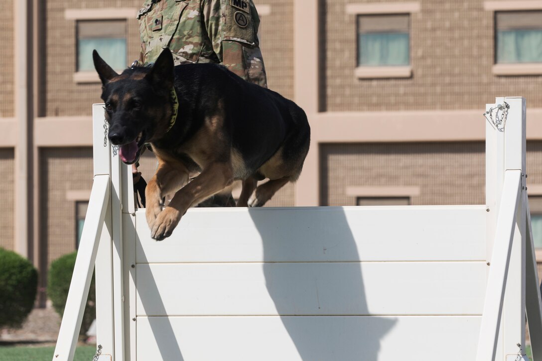 A military working dog takes a leap over a hurdle during a demonstration.