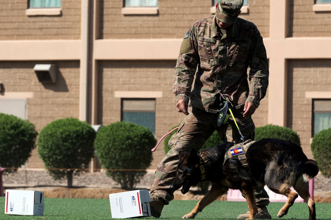 A soldier and his military working dog inspect packages during a demonstration at Camp Arifjan, Kuwait.