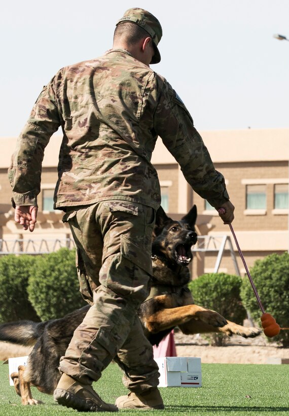 A soldier rewards a working dog for identifying the correct package.