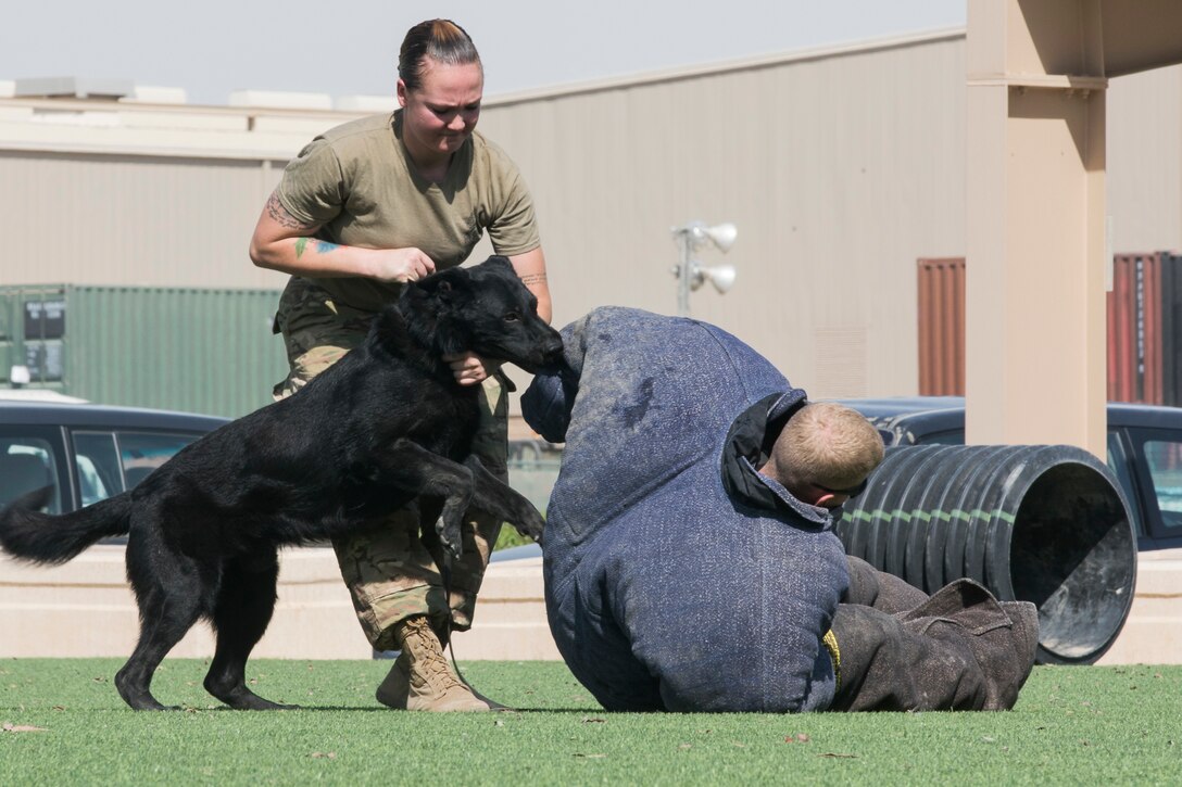 A soldier works with a military working dog.