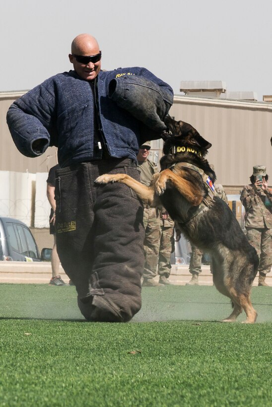 A working dog latches onto the arm of a soldier.