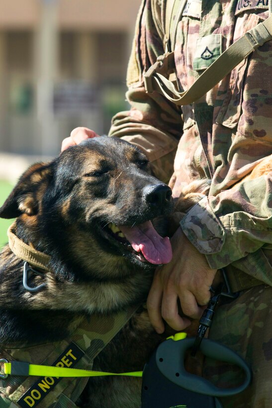 A soldier pets his military working dog.